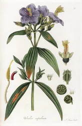 Osbeckia fra Nepal - Litografi av J. Swan, fra en illustrasjon av William Jackson Hooker (1785-1865), utdrag fra Flora Exotic, Skottland