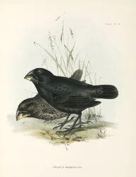 Et par store bakkefinker, Galapagosøyene, ca 1832-1836