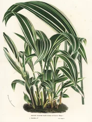 Palmegress, Setaria palmifolia (Panicum plicatum foliis level-vittatis). Håndkolorert litografi fra Louis van Houtte og Charles Lemaires blomster fra hagene og drivhusene i Europa, Flore des Serres et des Jardins de l#39;Europe, Gent, Belgia
