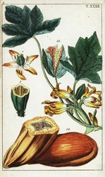 Papaya frukt, seksjon, blomster og blader, Carica papaya.