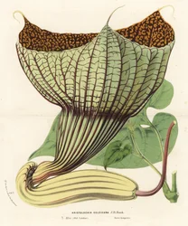 Pararistolochia goldieana (Aristolochia goldieana). Håndkolorert litografi fra Louis van Houtte og Charles Lemaires Blomster i hagene og drivhusene i Europa, Blomster i hagene og hagene i Europa, Ghent, Belgia
