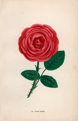 Paul Neron-rose, skarlagenrød hybrid dyrket av Monsieur Levet i Lyon i 1869. Kromolitografi tegnet og litografert etter naturen av F. Grobon fra Hippolyte Jamain og Eugene Forneys «Les Roses», Paris, J. Rothschild