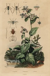 Ferskenbladlus, Myzus persicae 1, rosebladlus, Macrosiphum rose 2, Virginia blåklokker, Mertensia pulmonarioides 3 og veggedyr, Cimex lectularius 4