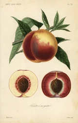 Ferskenfrukt, Prunus persica, snitt gjennom hvitt kjøtt og rødt kjøttvarianter