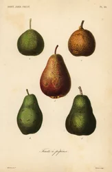 Få varianter, Pyrus communis
