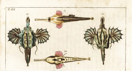 Pegasusfisk (eller liten dragefisk) - langhalet sommerfuglfisk - kort dragefisk, Eurypegasus draconis 59, 60, og langhalet pegasusfisk, Pegasus volitans 61, 62. Håndkolorert kobberstikk fra Gottlieb Tobias Wilhelms 