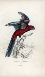 Vimpelparakit, Psittacus pennantii. Platycercus elegans.