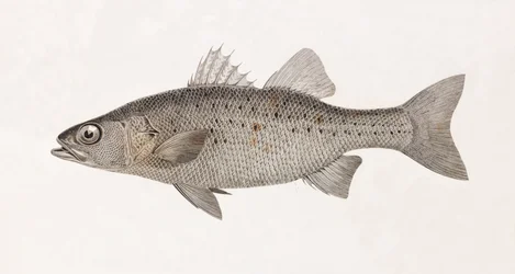 Perche Noct, nærbilde