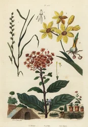Flerårig raigras, Lolium perenne 1,2, flekket afrikansk maislilje, Ixia maculata var