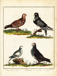 Duer: Polsk due, pigger, rype og turbit. 1792 (gravering)
