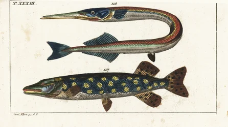 Gjedde (eller gjedde) - Orphia - Gjedde, Esox lucius 117, og gjedde, Belone belone 118. Håndkolorert kobberstikk etter Jacob Nilson fra Gottlieb Tobias Wilhelms naturhistoriske leksikon: Fisk, Augsburg