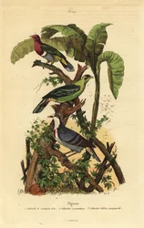 Rosahodet fruktdue, Ptilinopus porphyreus, Buru grønn due, Treron aromaticus og Luzon blødende hjerte, Gallicolumba luzonica