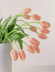 Rosa tulipaner
