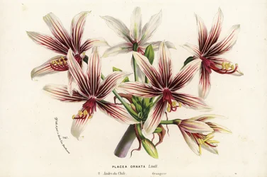 Placea ornata, hjemmehørende i Chile. Håndkolorert litografi fra Louis van Houtte og Charles Lemaires Blomster i hagene og drivhusene i Europa, Flore des Serres et des Jardins de l#39;Europe, Ghent, Belgia.