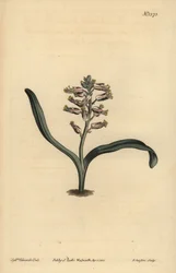 Ensfarget selvfarget lachenalia, Lachenalia unicolor