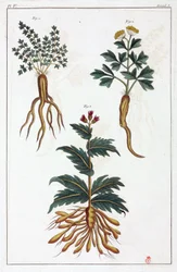 Medisinplanter, Kina