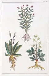 Medisinplanter, Kina