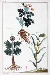 Medisinplanter, Kina