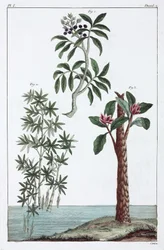 Medisinplanter, Kina