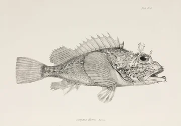 Spiller skorpionfisk, c 1832-1836