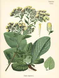 Plogmannens nardus, Inula conyza (Conyza squarrosa). Kromolitografi etter en botanisk illustrasjon fra Hermann Adolph Koehlers Medisinplanter, redigert av Gustav Pabst, Koehler, Tyskland.