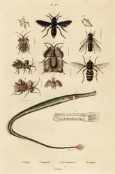 Potterveps, pipefisk, gullegg og sveveflue., 1834-1839 (gravering)