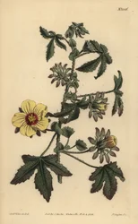 Piggstilket hibiscus, Hibiscus surattensis