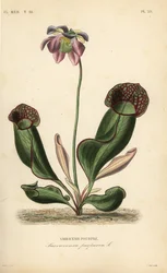 Lilla krukkeplante eller sidesadelblomst, Sarracenia purpurea, Sarracenie pourpre