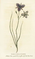 Lilla skallblomst fra New South Wales, Australia. Kanskje en fantasifull blomst produsert av en kunstig blomsterhandler Håndkolorert kobberstikk fra «The Naturalist#39;s Pocket Magazine», Harrison, London.