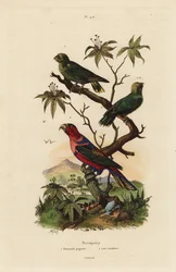 Pygmy papegøye, Micropsitta pusio, og svart-capped lory, Lorius lastebil