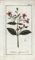 Quinquina (Cinchona officinalis). Litografi fra “Afbeelding der Artseny-Gewassen” av Johannes Zorn (1739-1799), Nederland