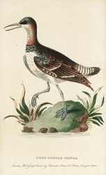 Rødhalset svane, Phalaropus lobatus. (Søthøne-tringa). Illustrasjon kopiert fra George Edwards. Håndkolorert kobberstikk fra «The Naturalist#39;s Pocket Magazine», Harrison, London.