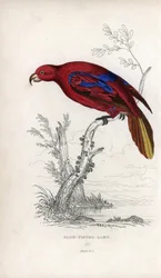 Rødlori, Eos rubra. Psittacus caeruleatus. Litografi av Joseph Kidd, basert på en tegning av John Audubon, i Miscellany of Natural History: Parrots, Sir Thomas D.K. Lauder and Captain Thomas Brown, utgitt i Edinburgh, Skottland, i 1833.