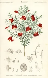 Rød leschenaultia, Leschenaultia formosa., 1849 (gravering)