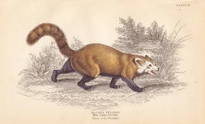 Rød panda, Ailurus fulgens. Sårbar. Fra et eksemplar i Linnean Societys museum. Håndkolorert stålgravering av Lizars etter en illustrasjon av Charles Hamilton Smith fra William Jardines naturalistbibliotek, Edinburgh.