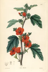 Rødlilla - Globemallow, Sphaeralcea miniata (Synonymordblomstrende mallow, Malva miniata). Håndkolorert kobberstikk av Weddell etter Edwin Dalton Smith fra John Lindley og Robert Sweets Ornamental Flower Garden and Shrubbery, G. Willis, London