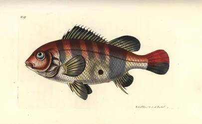 Rødstripet jordeter, Geophagus surinamensis (Surinam sparus, Sparus surinamensis). Illustrasjon tegnet og gravert av Richard Polydore Nodder. Håndkolorert kobberstikk fra George Shaw og Frederick Nodders The Naturalist#39;s Miscellany, London.