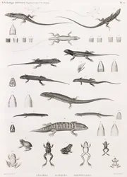 Reptiler: serie med illustrasjoner av øgler, skinks og frosker