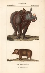 Rhinoceros et daman ou clade - Eau forte av Jean Gabriel Pretre (1780-1845), gravert av Carnonkel, for naturvitenskapelig ordbok: pattedyr av Frederic Cuvier, redigert av Pierre Jean Francois Turpin (1775-1840), utgitt av FGLevrault, i Paris