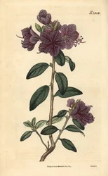 Rhododendron- eller asaleblomsterhandlere - Eviggrønn daurian-rhododendron, Rhododendron dahuricum sempervirens. Håndkolorert botanisk gravering av Weddell fra John Sims#39; Curtis#39;s Botanical Magazine, Couchman, London
