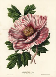 Båndpion fra Flandern, hybrid, Paeonia moutan vittata, var. rubanee fra Flandern. Håndkolorert litografi av L. Stroobant fra Louis van Houtte og Charles Lemaires Blomster i hagene og drivhusene i Europa, Flore des Serres et des Jardins de l#39;E