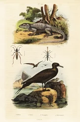 Rock agama og parasittisk jaeger., 1834-1839 (gravering)