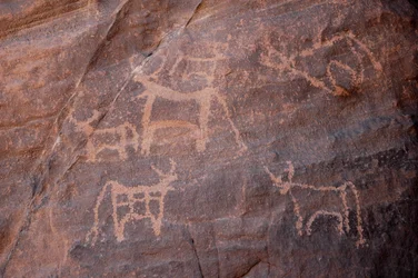 Bergkunst, Prehistoire: Gravering av et sett med storfe, hvorav ett er nederst til venstre, i Uweinat-massivet, Egypt. (Periode fra 8000 til 3000 år f.Kr.). Fotografering
