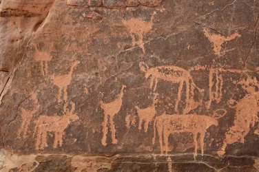 Bergkunst, forhistorie: Detalj av en gravering av et sett med strutser og storfe i Uweinat-massivet, Egypt (Periode fra 8000 til 3000 år f.Kr.). Fotografering