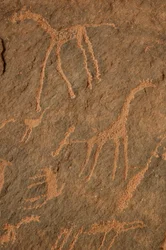 Bergkunst, forhistorie: Gravering av sjiraffer, strutser, andre dyr og karakterer i Uweinat-massivet, Sudan (Karkur-Talh eller Karkur Talh). Periode fra 8000 til 3000 år f.Kr. Fotografering