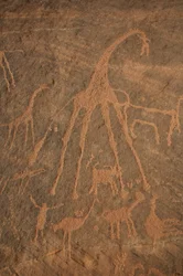 Bergkunst, forhistorie: Gravering av sjiraffer, strutser, sauer og karakterer i Uweinat-massivet, Sudan (Karkur-Talh eller Karkur Talh). Periode fra 8000 til 3000 år f.Kr. Fotografering