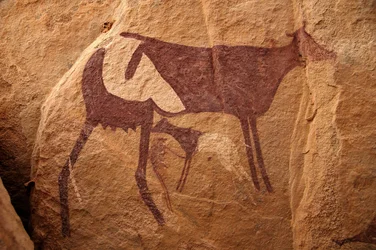 Bergkunst, forhistorie: Steinmaleri av en stor tofarget ku og dens kalv i et utsmykket ly, i Uweinat-massivet, Sudan. Periode fra 8000 til 3000 år f.Kr. Fotografering
