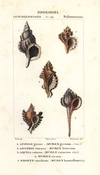 Steinsnegler fra Jussieus «Naturvitenskapelig ordbok», Firenze, Italia