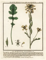Rakett eller ruccola, Eruca vesicaria