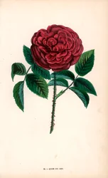 Rose du Roi, en hybrid oppdratt fra Portland-rosen, Rosa portlandica, av Monsieur Souchet i Sevres